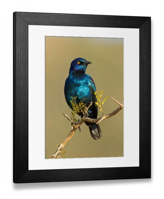 Framed Print : Cape Starling (Lamprotornis nitens), Kruger Park, South Africa Framed Print : Cape Starling (Lamprotornis nitens), Kruger Park, South Africa