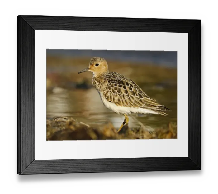 Framed Print : Buff-breasted Sandpiper (Calidris subruficollis), Asturias, Spain