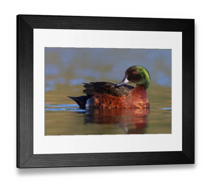 Framed Print : Chestnut Teal (Anas castanea), Victoria, Australia Framed Print : Chestnut Teal (Anas castanea), Victoria, Australia