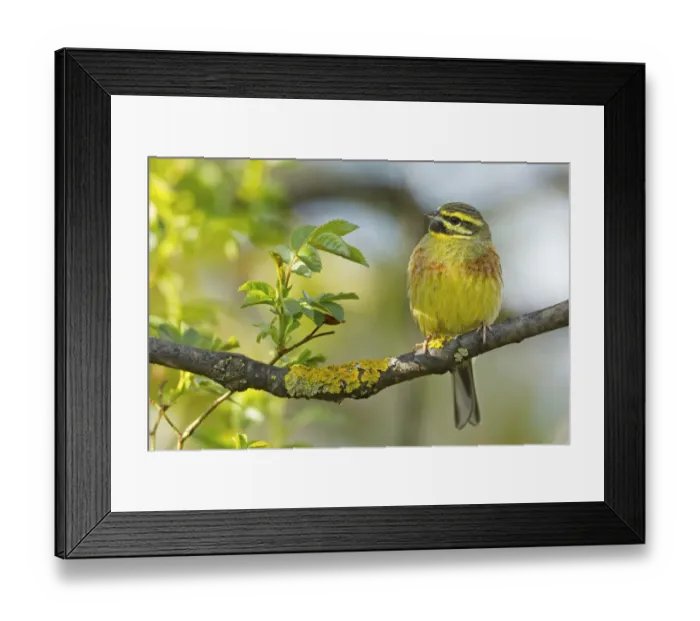 Framed Print : Cirl Bunting (Emberiza cirlus) male, Rhineland-Palatinate, Germany Framed Print : Cirl Bunting (Emberiza cirlus) male, Rhineland-Palatinate, Germany