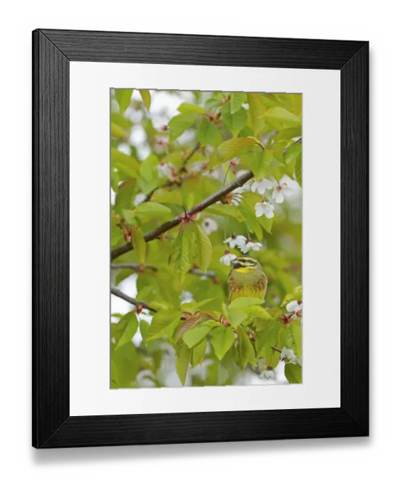 Framed Print : Cirl Bunting (Emberiza cirlus) male, Rhineland-Palatinate, Germany Framed Print : Cirl Bunting (Emberiza cirlus) male, Rhineland-Palatinate, Germany