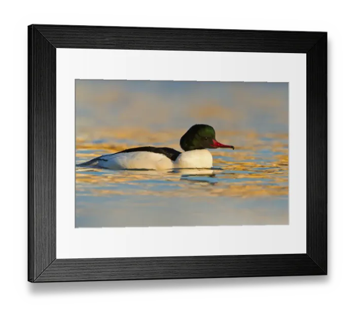 Framed Print : Common Merganser (Mergus merganser) male, Baden-Wuerttemberg, Germany Framed Print : Common Merganser (Mergus merganser) male, Baden-Wuerttemberg, Germany