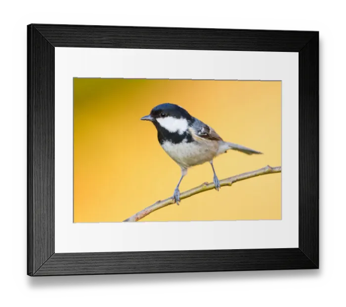 Framed Print : Coal Tit (Periparus ater) perched on a branch, Baden-Wuerttemberg, Germany Framed Print : Coal Tit (Periparus ater) perched on a branch, Baden-Wuerttemberg, Germany