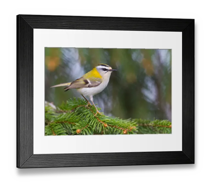 Framed Print : Common Firecrest (Regulus ignicapilla), Baden-Wuerttemberg, Germany Framed Print : Common Firecrest (Regulus ignicapilla), Baden-Wuerttemberg, Germany