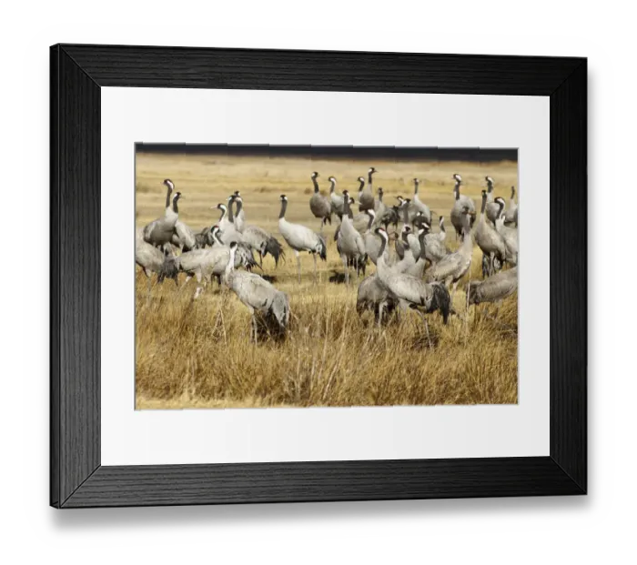 Framed Print : Common Crane (Grus grus), Laguna de Gallocanta, Spain Framed Print : Common Crane (Grus grus), Laguna de Gallocanta, Spain