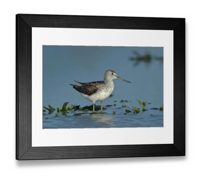 Framed Print : Common Greenshank (Tringa nebularia), Schleswig-Holstein, Germany Framed Print : Common Greenshank (Tringa nebularia), Schleswig-Holstein, Germany