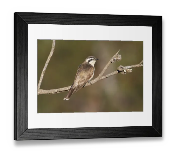 Framed Print : Black-eared Cuckoo (Chrysococcyx osculans) perched on a branch, Victoria, Australia Framed Print : Black-eared Cuckoo (Chrysococcyx osculans) perched on a branch, Victoria, Australia