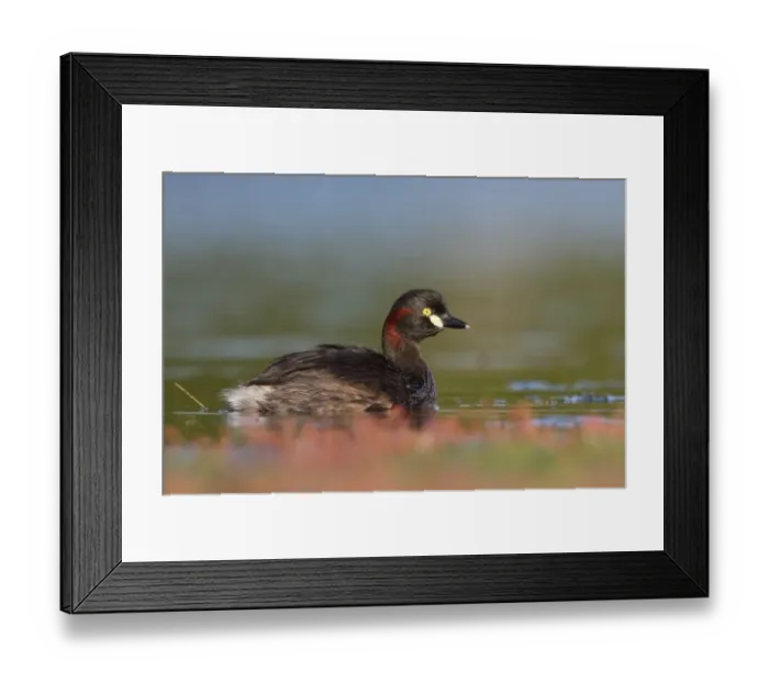 Framed Print : Australasian Grebe (Tachybaptus novaehollandiae), Victoria, Australia Framed Print : Australasian Grebe (Tachybaptus novaehollandiae), Victoria, Australia