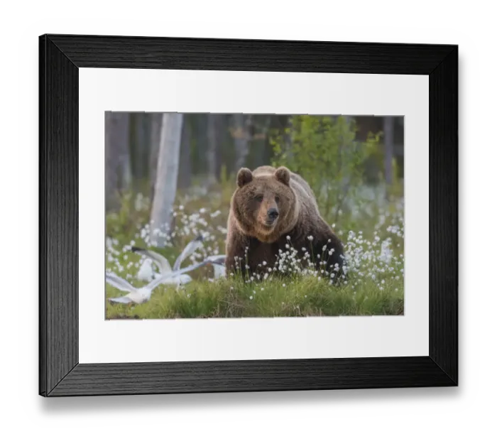 Framed Print : Brown Bear (Ursus arctos), Finland Framed Print : Brown Bear (Ursus arctos), Finland