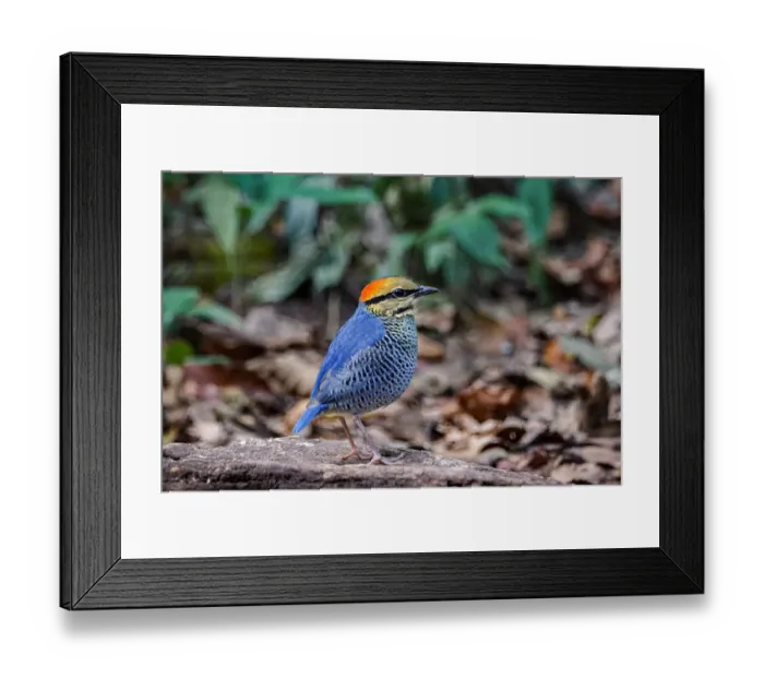 Framed Print : Blue Pitta (Hydrornis cyaneus) male, Kaeng Krachan, Thailand Framed Print : Blue Pitta (Hydrornis cyaneus) male, Kaeng Krachan, Thailand