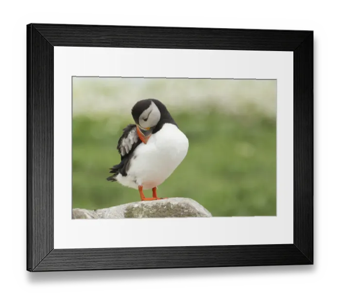 Framed Print : Atlantic Puffin (Fratercula arctica), Scotland, United Kingdom Framed Print : Atlantic Puffin (Fratercula arctica), Scotland, United Kingdom