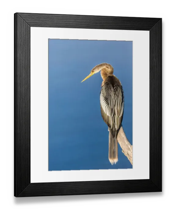 Framed Print : Anhinga (Anhinga anhinga) perched on a branch, Florida, USA Framed Print : Anhinga (Anhinga anhinga) perched on a branch, Florida, USA