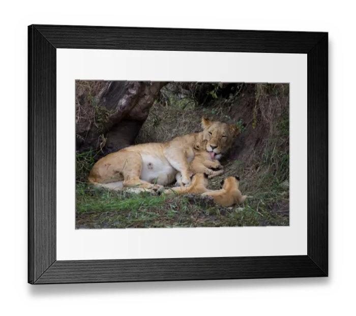 Framed Print : African Lion (Panthera leo) mother with 3 cubs, Masai Mara, Kenya Framed Print : African Lion (Panthera leo) mother with 3 cubs, Masai Mara, Kenya