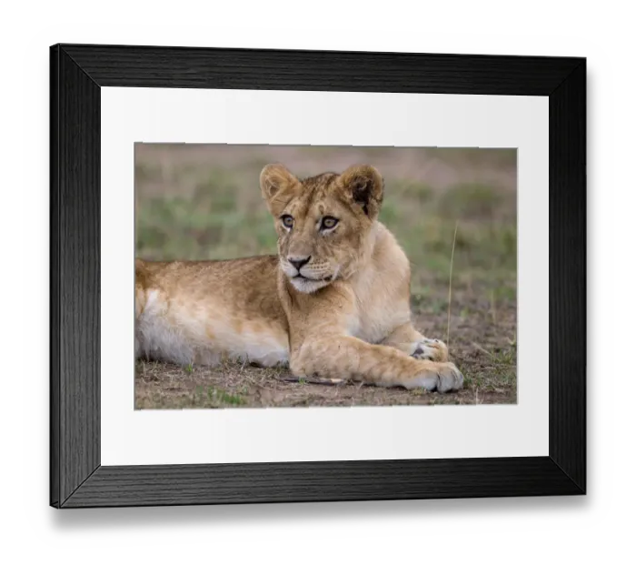 Framed Print : African Lion (Panthera leo) cub lying alone on the ground, Masai Mara, Kenya Framed Print : African Lion (Panthera leo) cub lying alone on the ground, Masai Mara, Kenya