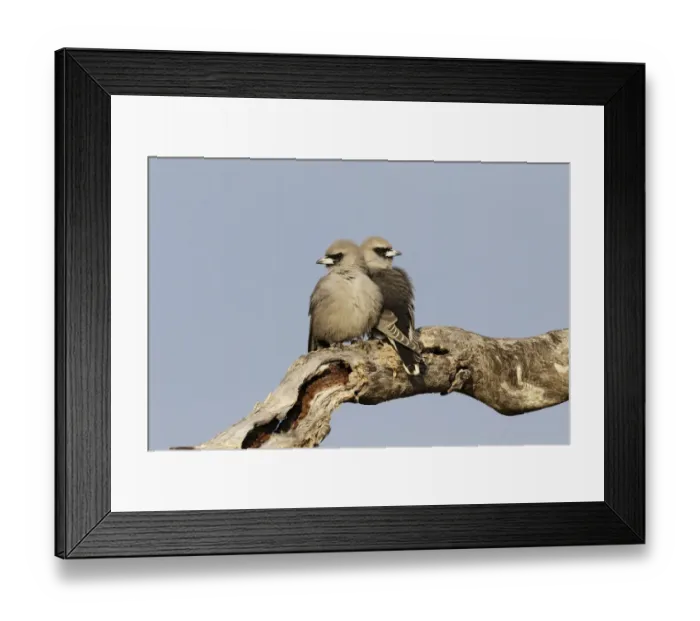 Framed Print : Black-faced Woodswallow (Artamus cinereus) pair perched on a dried branch, Queensland