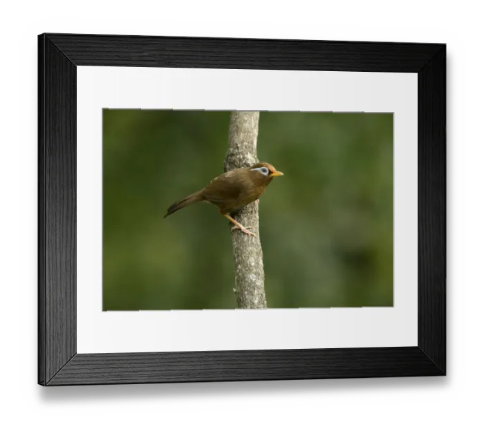 Framed Print : Chinese Hwamei (Garrulax canorus), Tokyo, Japan Framed Print : Chinese Hwamei (Garrulax canorus), Tokyo, Japan