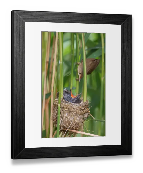 Framed Print : Eurasian Reed Warbler (Acrocephalus scirpaceus) feeding juvenile Common Cuckoo (Cuculus Framed Print : Eurasian Reed Warbler (Acrocephalus scirpaceus) feeding juvenile Common Cuckoo (Cuculus