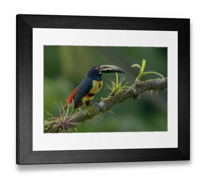 Framed Print : Collared Aracari (Pteroglossus torquatus) perched on a branch, Alajuela, Costa Rica Framed Print : Collared Aracari (Pteroglossus torquatus) perched on a branch, Alajuela, Costa Rica