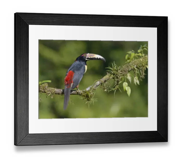 Framed Print : Collared Aracari (Pteroglossus torquatus) perched on a branch, Alajuela, Costa Rica Framed Print : Collared Aracari (Pteroglossus torquatus) perched on a branch, Alajuela, Costa Rica