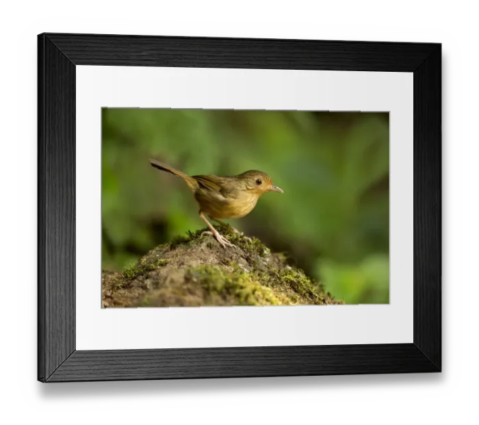 Framed Print : Buff-breasted Babbler (Pellorneum tickelli), Pahang, Malaysia Framed Print : Buff-breasted Babbler (Pellorneum tickelli), Pahang, Malaysia
