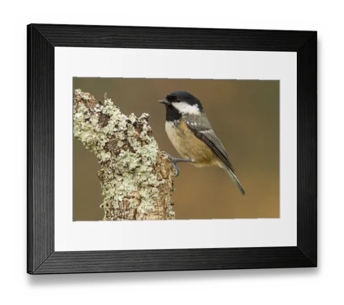 Framed Print : Coal Tit (Periparus ater) perched on lichen branch, Galicia, Spain Framed Print : Coal Tit (Periparus ater) perched on lichen branch, Galicia, Spain