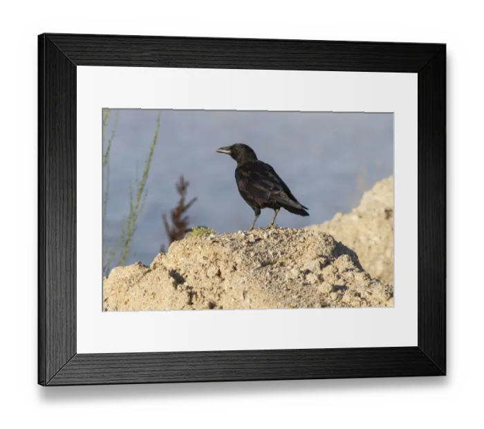 Framed Print : Carrion Crow (Corvus corone), Galicia, Spain Framed Print : Carrion Crow (Corvus corone), Galicia, Spain