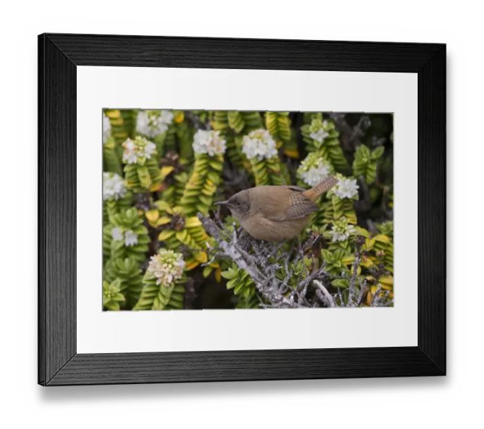 Framed Print : Cobbs Wren (Troglodytes cobbi), Sea Lion Island, Falkland Islands Framed Print : Cobbs Wren (Troglodytes cobbi), Sea Lion Island, Falkland Islands
