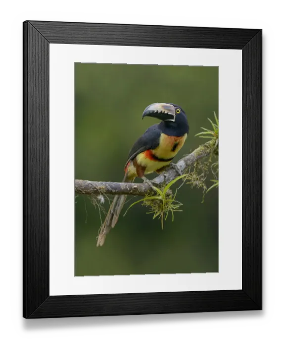 Framed Print : Collared Aracari (Pteroglossus torquatus) perched on a branch, Alajuela, Costa Rica Framed Print : Collared Aracari (Pteroglossus torquatus) perched on a branch, Alajuela, Costa Rica