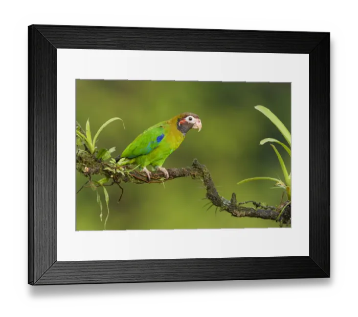 Framed Print : Brown-hooded Parrot (Pyrilia haematotis) perched on a branch, Alajuela, Costa Rica Framed Print : Brown-hooded Parrot (Pyrilia haematotis) perched on a branch, Alajuela, Costa Rica