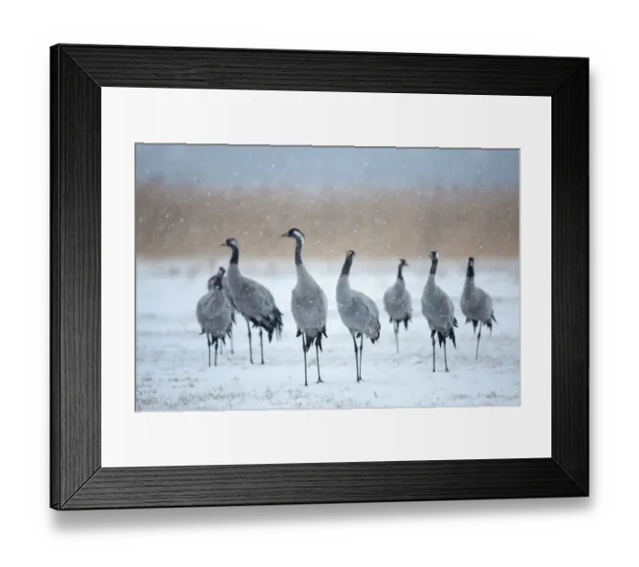 Framed Print : Common Crane (Grus grus) group, Mecklenburg-Western Pomerania, Germany Framed Print : Common Crane (Grus grus) group, Mecklenburg-Western Pomerania, Germany
