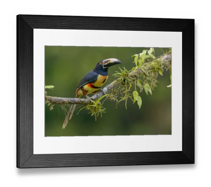 Framed Print : Collared Aracari (Pteroglossus torquatus) perched on a branch, Alajuela, Costa Rica Framed Print : Collared Aracari (Pteroglossus torquatus) perched on a branch, Alajuela, Costa Rica