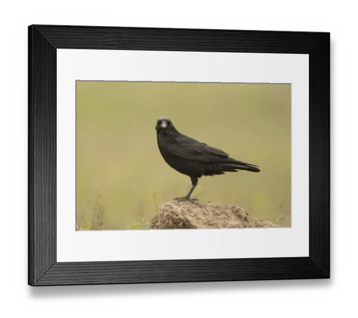 Framed Print : Chihuahuan Raven (Corvus cryptoleucus), Texas, USA Framed Print : Chihuahuan Raven (Corvus cryptoleucus), Texas, USA