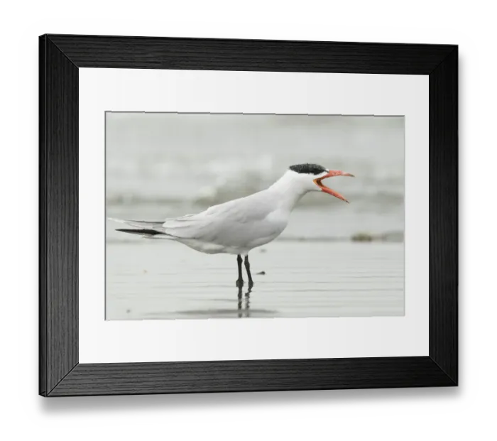 Framed Print : Caspian Tern (Hydroprogne caspia) calling, Gambia Framed Print : Caspian Tern (Hydroprogne caspia) calling, Gambia