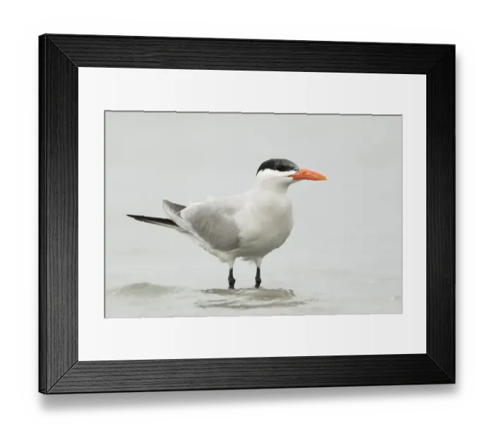 Framed Print : Caspian Tern (Hydroprogne caspia), Gambia Framed Print : Caspian Tern (Hydroprogne caspia), Gambia