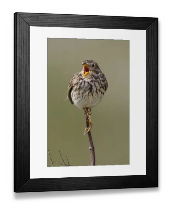 Framed Print : Corn Bunting (Emberiza calandra) male singing, Wales, United Kingdom Framed Print : Corn Bunting (Emberiza calandra) male singing, Wales, United Kingdom