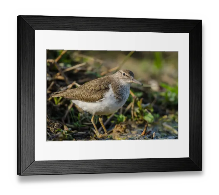 Framed Print : Common Sandpiper (Actitis hypoleucos), Schleswig-Holstein, Germany Framed Print : Common Sandpiper (Actitis hypoleucos), Schleswig-Holstein, Germany