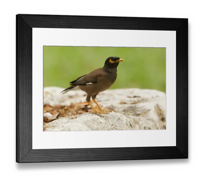 Framed Print : Common Myna (Acridotheres tristis), Thailand Framed Print : Common Myna (Acridotheres tristis), Thailand