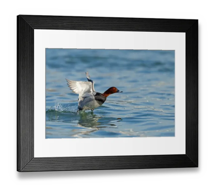 Framed Print : Common Pochard (Aythya ferina) male flying, Baden-Wuerttemberg, Germany Framed Print : Common Pochard (Aythya ferina) male flying, Baden-Wuerttemberg, Germany