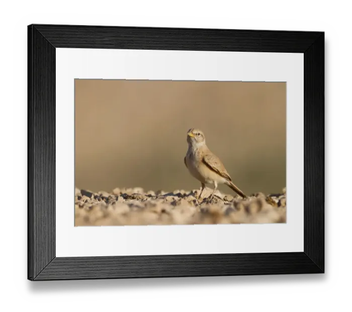 Framed Print : Desert Lark (Ammomanes deserti), Oman Framed Print : Desert Lark (Ammomanes deserti), Oman
