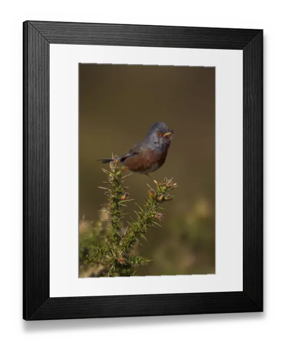 Framed Print : Dartford Warbler (Sylvia undata) male, Wales, United Kingdom Framed Print : Dartford Warbler (Sylvia undata) male, Wales, United Kingdom
