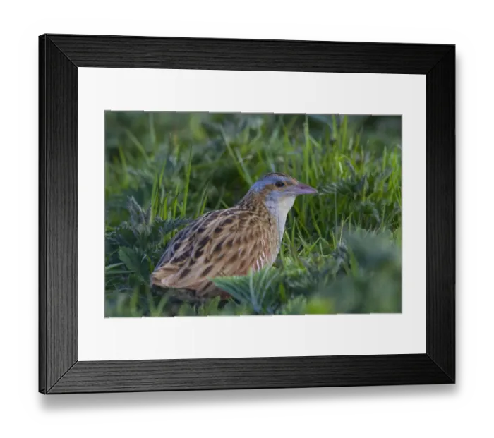 Framed Print : Corn Crake (Crex crex), Scotland, United Kingdom Framed Print : Corn Crake (Crex crex), Scotland, United Kingdom