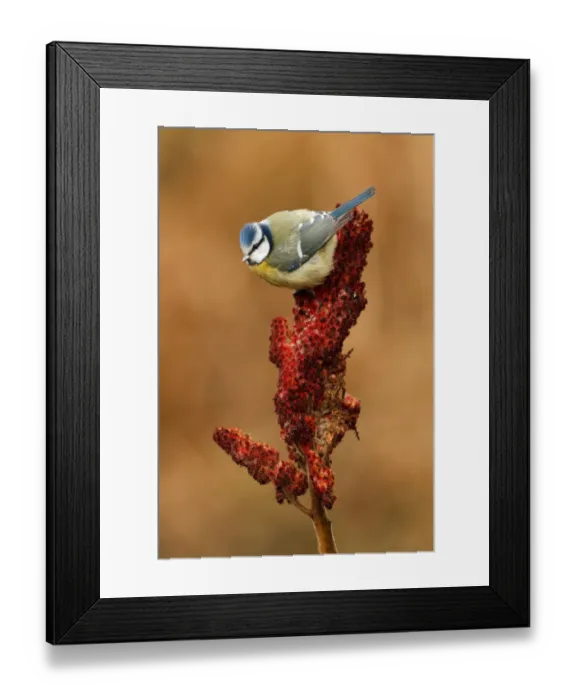 Framed Print : Eurasian Blue Tit (Cyanistes caeruleus), Utrecht, The Netherlands