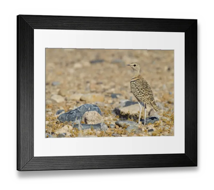 Framed Print : Double-banded Courser (Rhinoptilus africanus), Hardap, Namib-Naukluft National Park Framed Print : Double-banded Courser (Rhinoptilus africanus), Hardap, Namib-Naukluft National Park