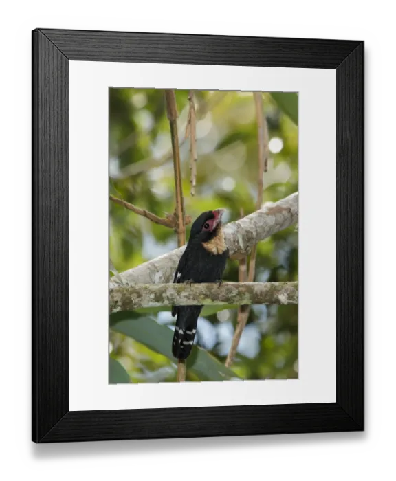 Framed Print : Dusky Broadbill (Corydon sumatranus), Frasers Hill, Malaysia Framed Print : Dusky Broadbill (Corydon sumatranus), Frasers Hill, Malaysia