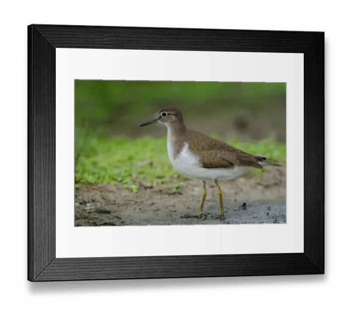 Framed Print : Common Sandpiper (Actitis hypoleucos), Schleswig-Holstein, Germany Framed Print : Common Sandpiper (Actitis hypoleucos), Schleswig-Holstein, Germany