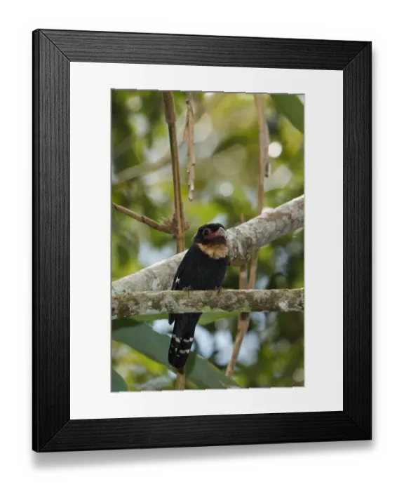 Framed Print : Dusky Broadbill (Corydon sumatranus), Frasers Hill, Malaysia Framed Print : Dusky Broadbill (Corydon sumatranus), Frasers Hill, Malaysia