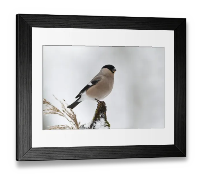 Framed Print : Eurasian Bullfinch (Pyrrhula pyrrhula) female, Rhineland-Palatinate, Germany Framed Print : Eurasian Bullfinch (Pyrrhula pyrrhula) female, Rhineland-Palatinate, Germany