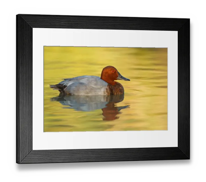 Framed Print : Common Pochard (Aythya ferina) male, Provence, France Framed Print : Common Pochard (Aythya ferina) male, Provence, France