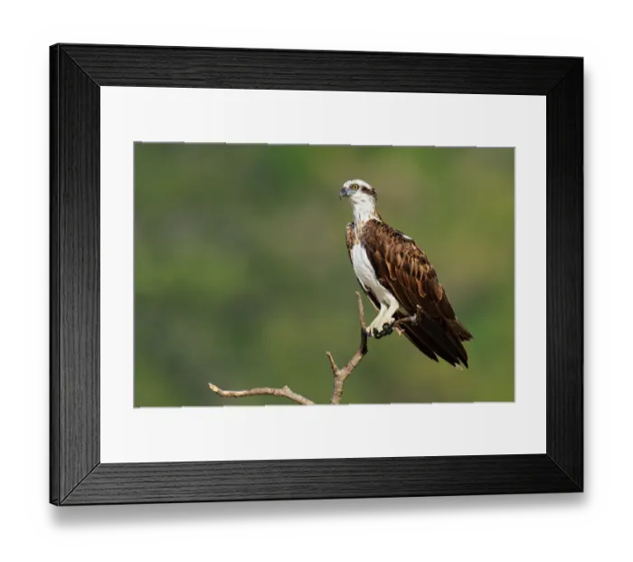 Framed Print : Eastern Osprey (Pandion cristatus), Queensland, Australia Framed Print : Eastern Osprey (Pandion cristatus), Queensland, Australia