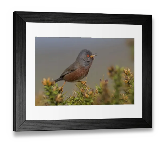 Framed Print : Dartford Warbler (Sylvia undata) male, Wales, United Kingdom Framed Print : Dartford Warbler (Sylvia undata) male, Wales, United Kingdom